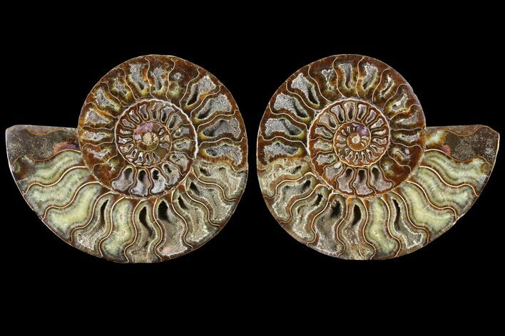 Cut & Polished Ammonite Fossil - Crystal Chambers #97766